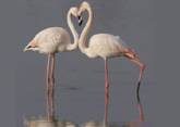 http://www.linternaute.com/nature-animaux/animaux/dossier/oiseaux-de-france/images/flamant-alain-germain.jpg