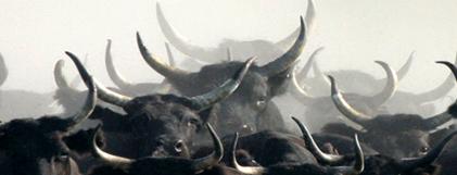 http://www.newzy.fr/store_folder/images/perso/weekend/camargue.gif