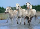 http://s2.e-monsite.com/2009/10/24/05/chev_de_camargue.jpg